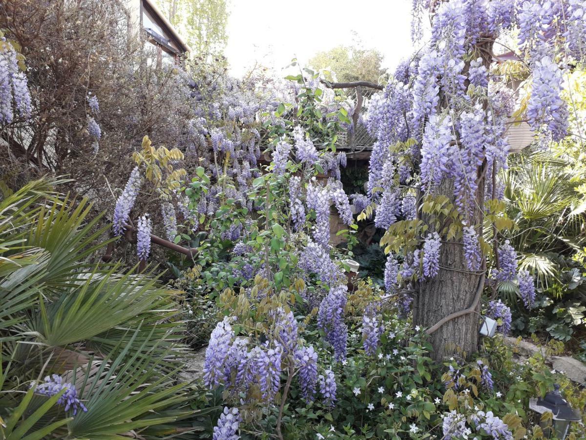 Jardin et bambous, studio cosy, classé Marseillan  Esterno foto